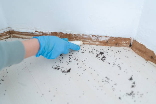 Pest Prevention Services in Medford, OR